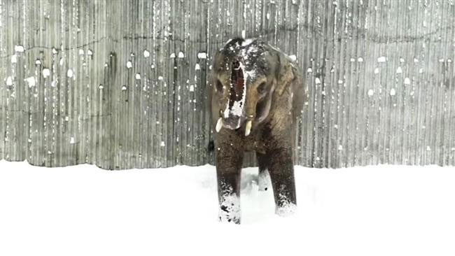 برف بازی شورانگیز حیوانات در باغ وحش اورگن