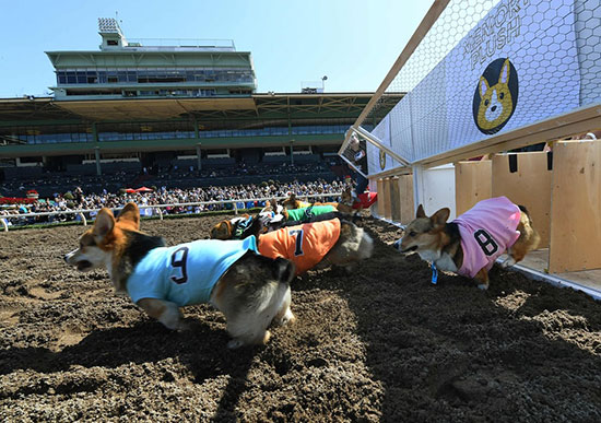 رقابت سخت سگ‌های بامزه در کالیفرنیا