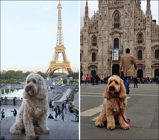 عکس: سفر دور دنیا با سگ دوست داشتنی