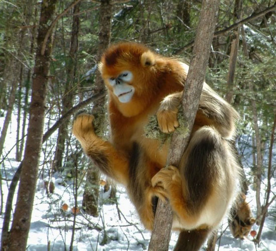 غمگین‌ترین میمون جهان شناسایی شد