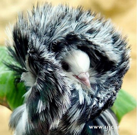 فشن ترین کبوترهای دنیا +عکس
