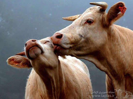 عکس: عاشقانه های دنیای حیوانات