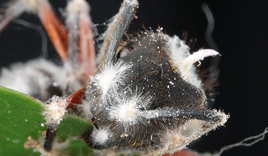 دانستنی‌های باور نکردنی از زندگی مورچه‌ها