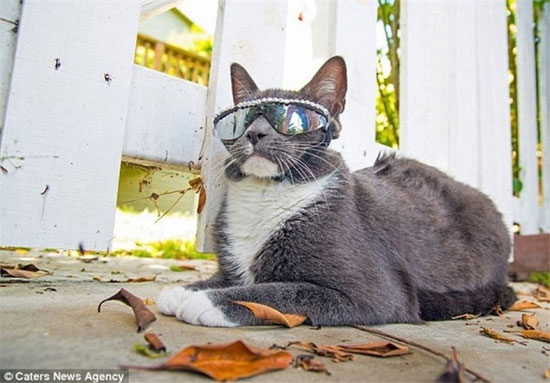 گربه‌‌ای که همیشه عینک دودی می‌زند!