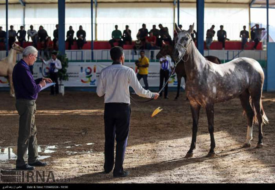 مسابقات زیبایی اسب +عکس