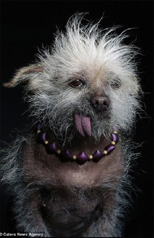 عکس: جشنواره «زشت‌ترین سگ دنیا»